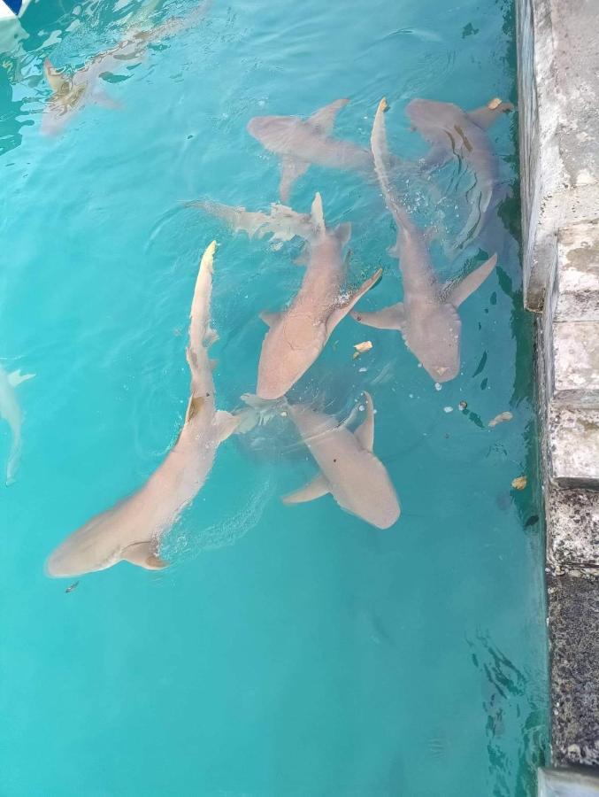 Rashuthere Maldives Rasdhoo Eksteriør billede
