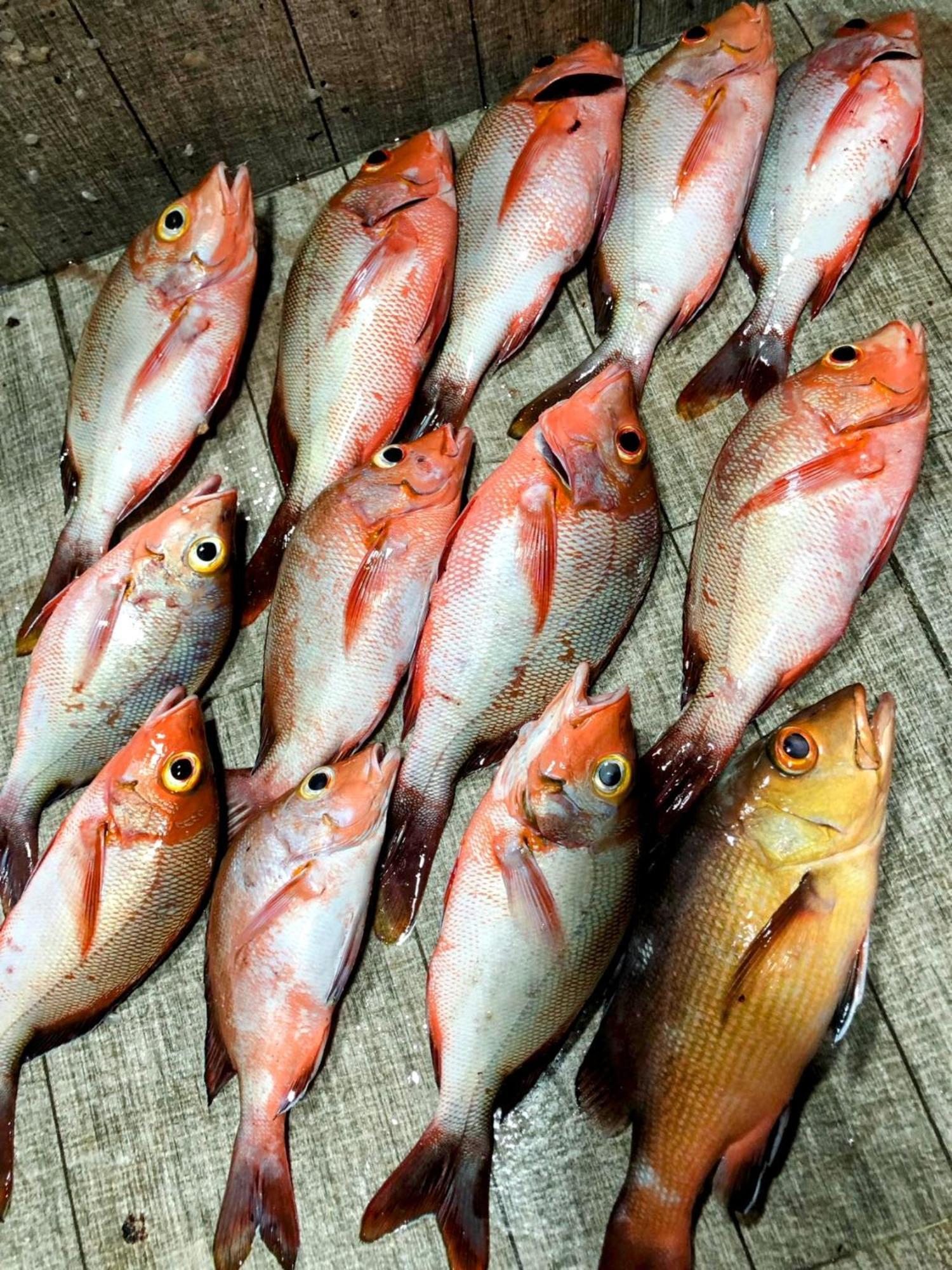 Rashuthere Maldives Rasdhoo Eksteriør billede