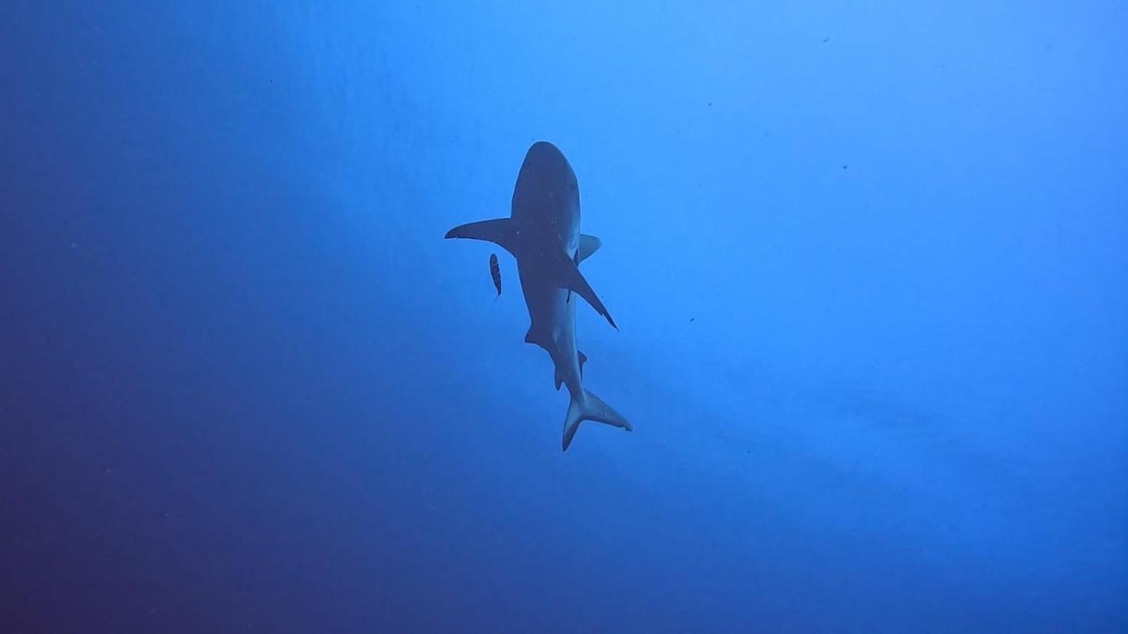 Rashuthere Maldives Rasdhoo Eksteriør billede
