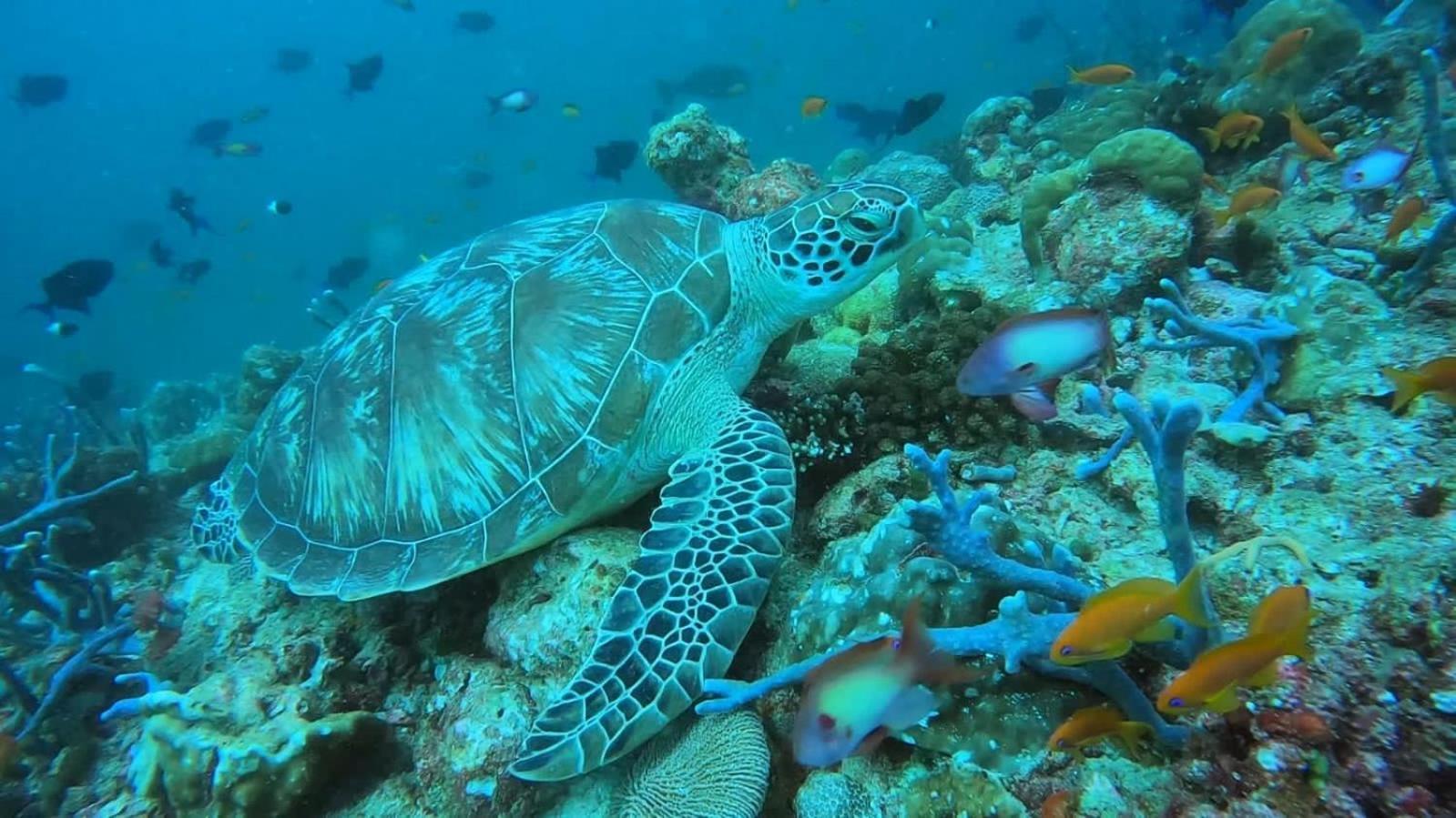 Rashuthere Maldives Rasdhoo Eksteriør billede