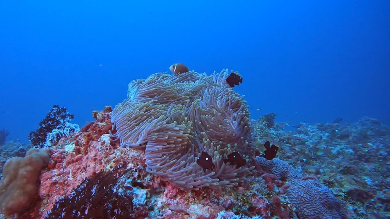 Rashuthere Maldives Rasdhoo Eksteriør billede