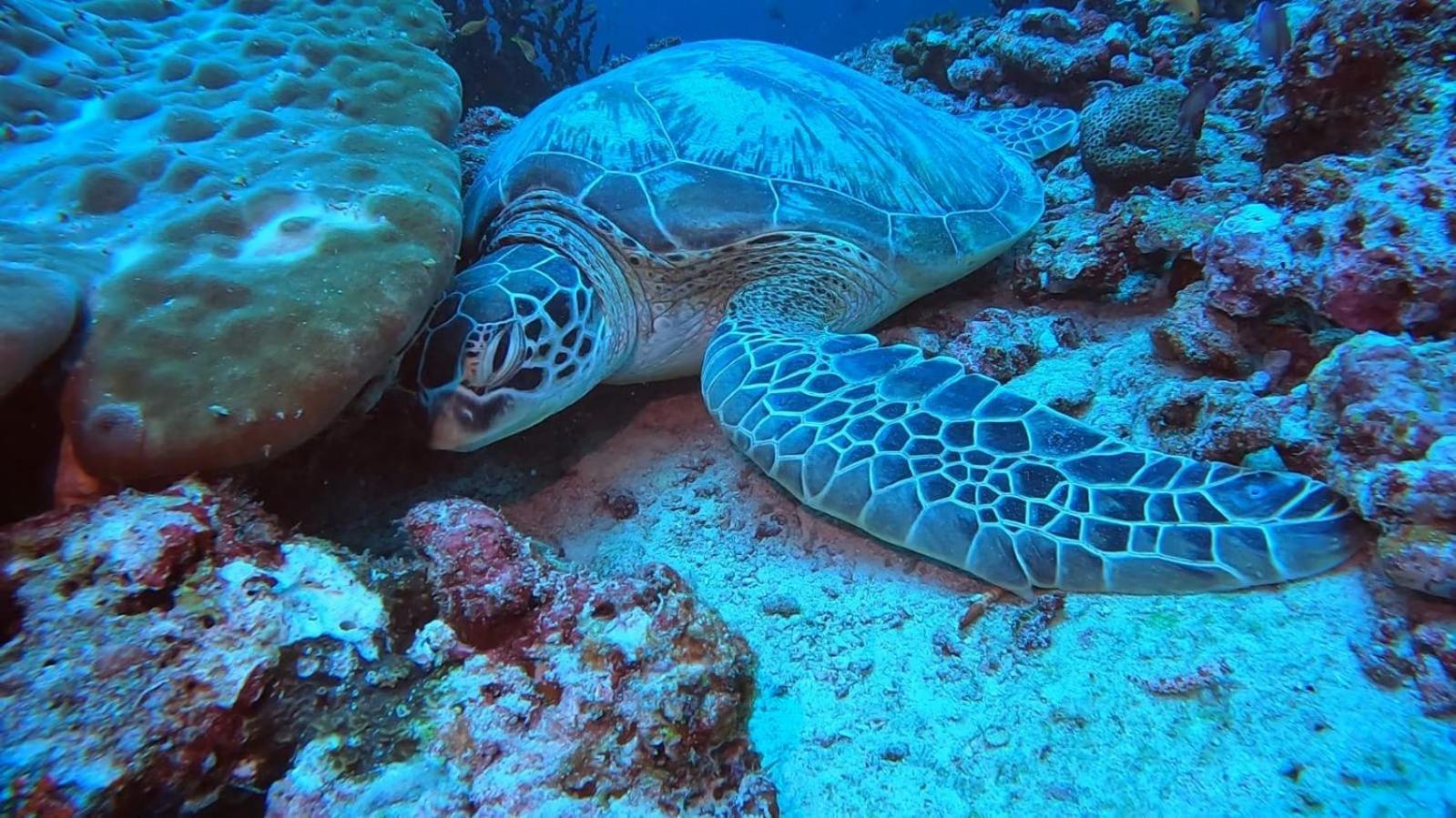 Rashuthere Maldives Rasdhoo Eksteriør billede